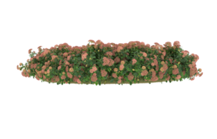 Realistic foliage isolated on transparent background. 3d rendering - illustration png