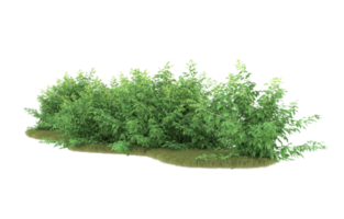 Realistic foliage isolated on transparent background. 3d rendering - illustration png