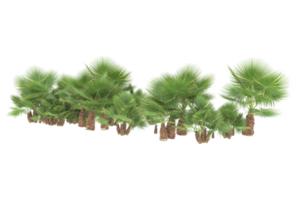 Palm trees isolated on transparent background. 3d rendering - illustration png