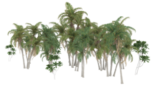 Palm trees isolated on transparent background. 3d rendering - illustration png