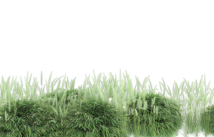 Realistic foliage isolated on transparent background. 3d rendering - illustration png