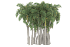 palm bomen geïsoleerd Aan transparant achtergrond. 3d renderen - illustratie png