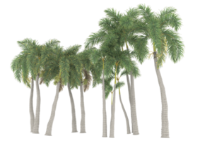 Palm trees isolated on transparent background. 3d rendering - illustration png