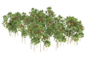 Palm trees isolated on transparent background. 3d rendering - illustration png