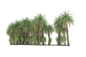 Palm trees isolated on transparent background. 3d rendering - illustration png