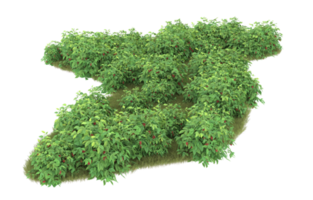 Realistic foliage isolated on transparent background. 3d rendering - illustration png