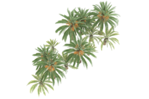 Palm trees isolated on transparent background. 3d rendering - illustration png