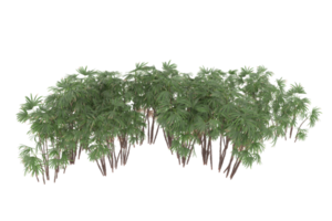 palm bomen geïsoleerd Aan transparant achtergrond. 3d renderen - illustratie png