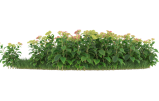 Realistic foliage isolated on transparent background. 3d rendering - illustration png