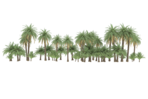 Palm trees isolated on transparent background. 3d rendering - illustration png