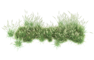 Realistic foliage isolated on transparent background. 3d rendering - illustration png