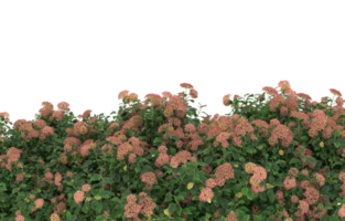 Realistic foliage isolated on transparent background. 3d rendering - illustration png