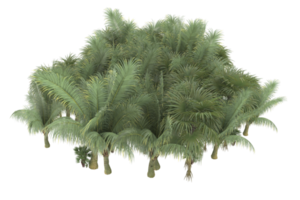 Palmen isoliert auf transparentem Hintergrund. 3D-Rendering - Abbildung png