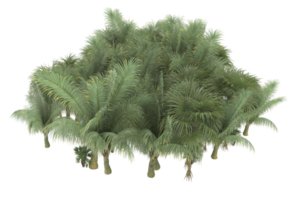 Palm trees isolated on transparent background. 3d rendering - illustration png