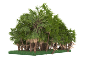 Palm trees isolated on transparent background. 3d rendering - illustration png