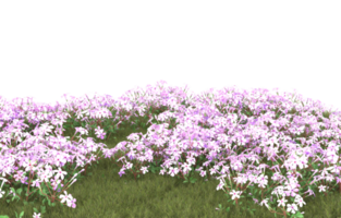 Realistic foliage isolated on transparent background. 3d rendering - illustration png