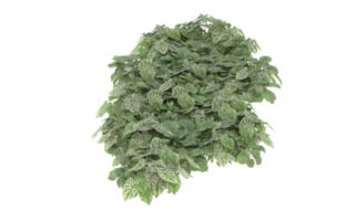 Realistic foliage isolated on transparent background. 3d rendering - illustration png