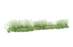 Realistic foliage isolated on transparent background. 3d rendering - illustration png