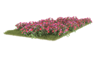 Realistic foliage isolated on transparent background. 3d rendering - illustration png