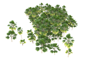 handflatan träd isolerat på transparent bakgrund. 3d tolkning - illustration png