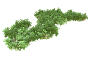 Realistic foliage isolated on transparent background. 3d rendering - illustration png