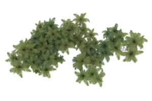 Palm trees isolated on transparent background. 3d rendering - illustration png