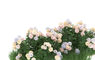 Realistic foliage isolated on transparent background. 3d rendering - illustration png