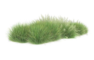 Realistic foliage isolated on transparent background. 3d rendering - illustration png