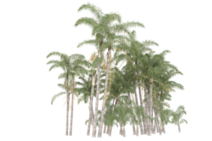 palma alberi isolato su trasparente sfondo. 3d interpretazione - illustrazione png