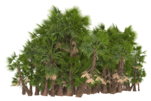 Palm trees isolated on transparent background. 3d rendering - illustration png