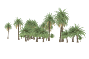 Palm trees isolated on transparent background. 3d rendering - illustration png