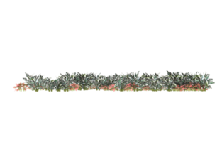 Realistic foliage isolated on transparent background. 3d rendering - illustration png