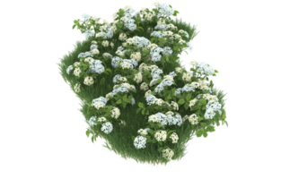 Realistic foliage isolated on transparent background. 3d rendering - illustration png