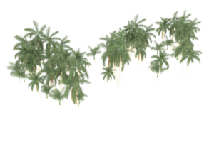 Palm trees isolated on transparent background. 3d rendering - illustration png