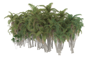 Palm trees isolated on transparent background. 3d rendering - illustration png