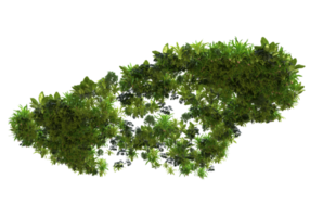 Realistic foliage isolated on transparent background. 3d rendering - illustration png