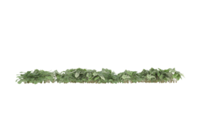 Realistic foliage isolated on transparent background. 3d rendering - illustration png