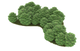 Realistic foliage isolated on transparent background. 3d rendering - illustration png