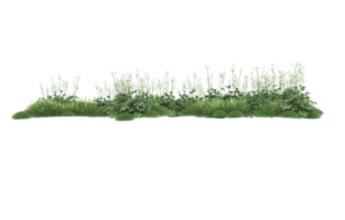 Realistic foliage isolated on transparent background. 3d rendering - illustration png