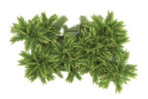 Palm trees isolated on transparent background. 3d rendering - illustration png