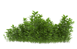 Realistic foliage isolated on transparent background. 3d rendering - illustration png