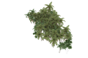 palm bomen geïsoleerd Aan transparant achtergrond. 3d renderen - illustratie png