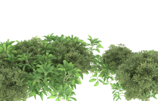 Realistic foliage isolated on transparent background. 3d rendering - illustration png