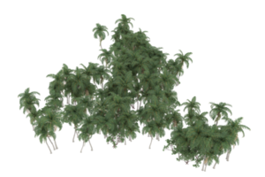 palm bomen geïsoleerd Aan transparant achtergrond. 3d renderen - illustratie png