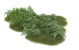 Realistic foliage isolated on transparent background. 3d rendering - illustration png