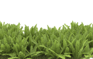 Realistic foliage isolated on transparent background. 3d rendering - illustration png