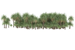 Palm trees isolated on transparent background. 3d rendering - illustration png