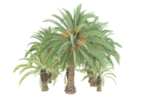 Palm trees isolated on transparent background. 3d rendering - illustration png