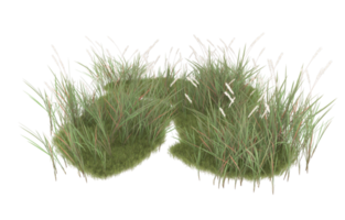 Realistic foliage isolated on transparent background. 3d rendering - illustration png