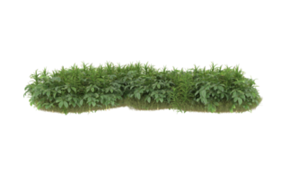 Realistic foliage isolated on transparent background. 3d rendering - illustration png